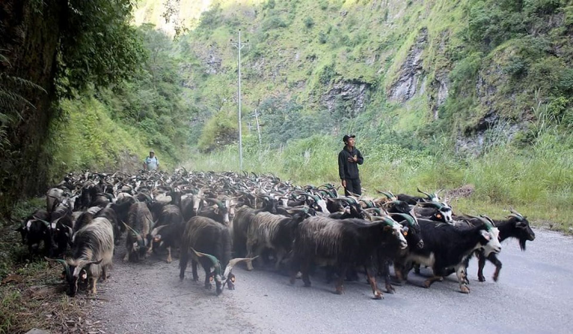 यसवर्ष च्याङग्राको मूल्य घट्यो, प्रतिगोटा ४५ हजार भन्दा कम हुने 